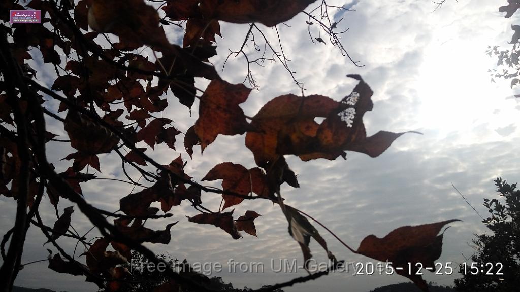 20151225red leaves-IMG_152238.jpg